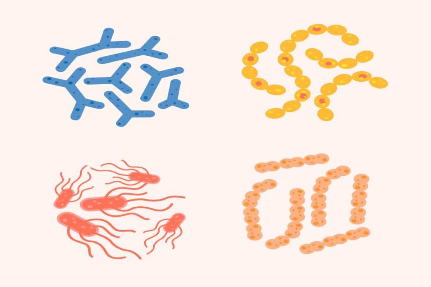 What Are Probiotics?
